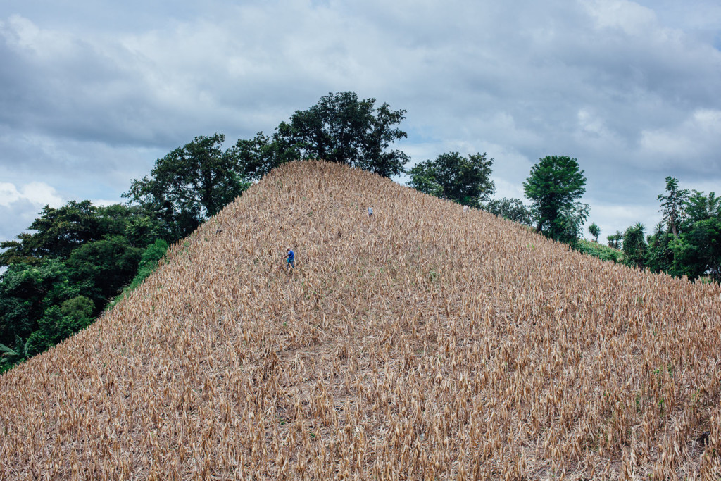 A Olapa, villag pres de Chiquimula, Guatemala, un champ de mais extremement pentu. Doroteo Guzman, employe du proprietaire, seme des haricots rouges entre les epis de mais qui sechent sur pied.