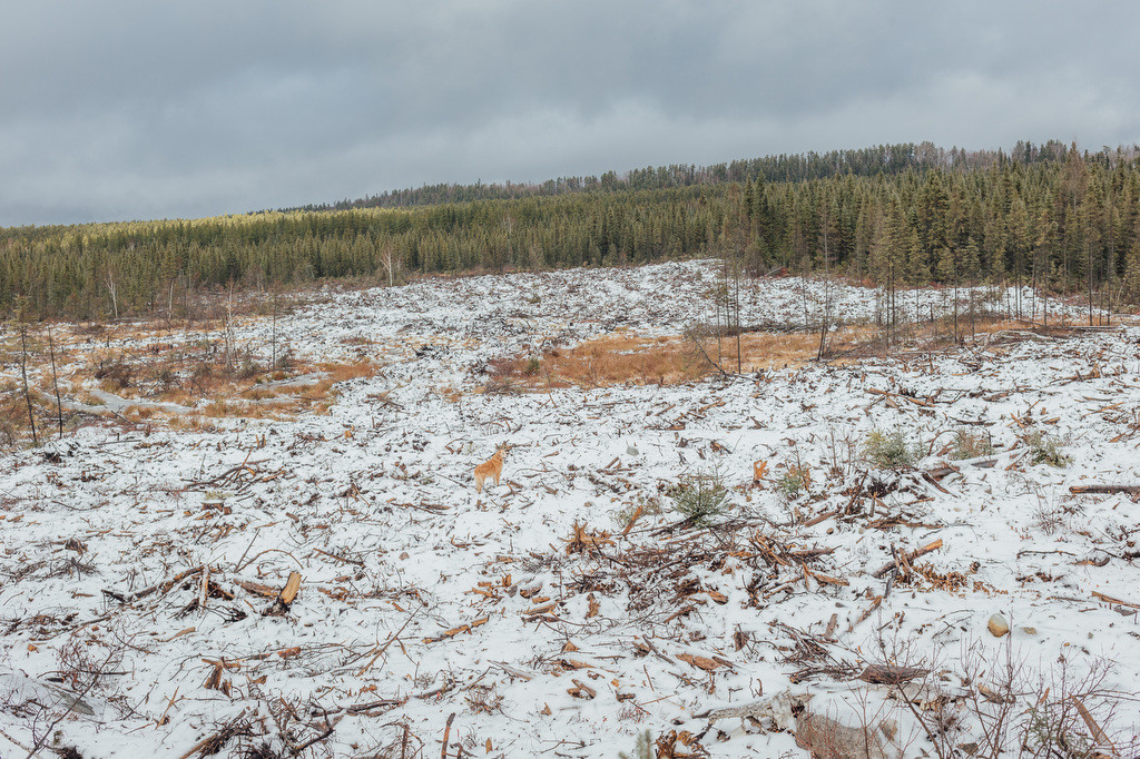 Deforestation Authier - Lithium - Abitibi